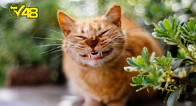 GÜLÜMSEMEKLE İLGİLİ 7 İLGİNÇ GERÇEK