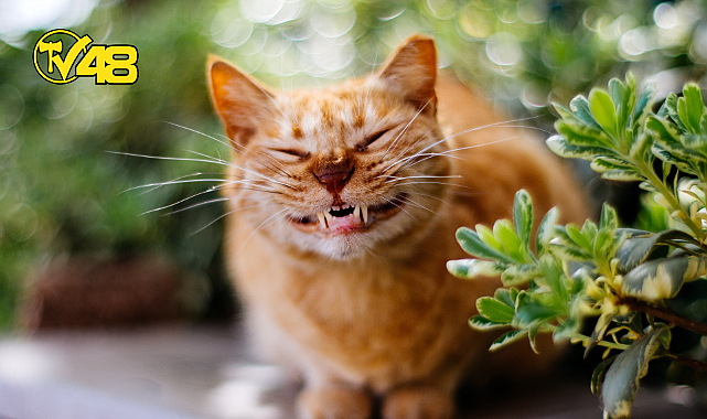 GÜLÜMSEMEKLE İLGİLİ 7 İLGİNÇ GERÇEK