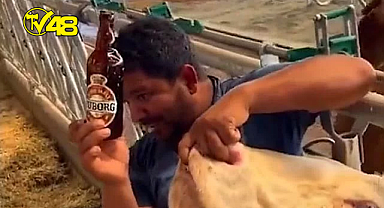 KURBANLIK HAYVANA İÇKİ ŞİŞESİNDE SIVI VEREN ŞAHIS TUTUKLANDI