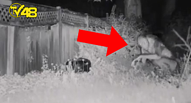 LAS VEGAS'TA UFO İDDİALARI: GÖKYÜZÜNDEKİ IŞIK VE İNSAN OLMAYAN VARLIKLAR