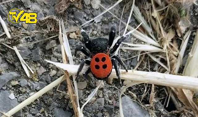 NADİR GÖRÜLEN &quot;UĞUR BÖCEĞİ ÖRÜMCEĞİ&quot; MUĞLA&#039;DA ORTAYA ÇIKTI.