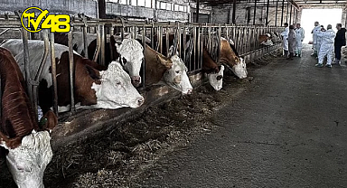 ŞAP HASTALIĞI ALARMI! O İLDE KURBAN PAZARI KURULMAYACAK.