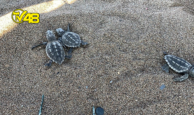 TATİLCİLERE CARETTA CARETTALAR İÇİN UYARI