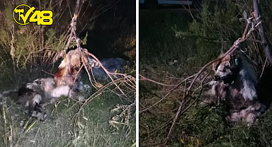 VAHŞETİN GÖRÜNTÜSÜ! 17 KÖPEK AĞACA  ASILMIŞ HALDE BULUNDU