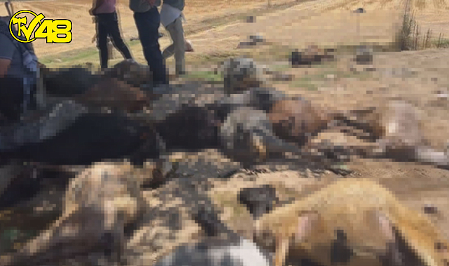 77 KÜÇÜKBAŞ HAYVAN TELEF OLDU