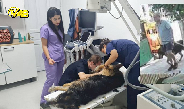 BODRUM&#039;DA KÖPEĞİ SOPAYLA DÖVEN ŞAHISA VATANDAŞLAR MÜDEHALE ETTİ