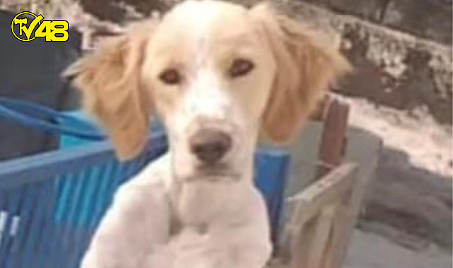 BU YAKIŞIKLI YAVRUMUZA YUVA ARIYORUZ!