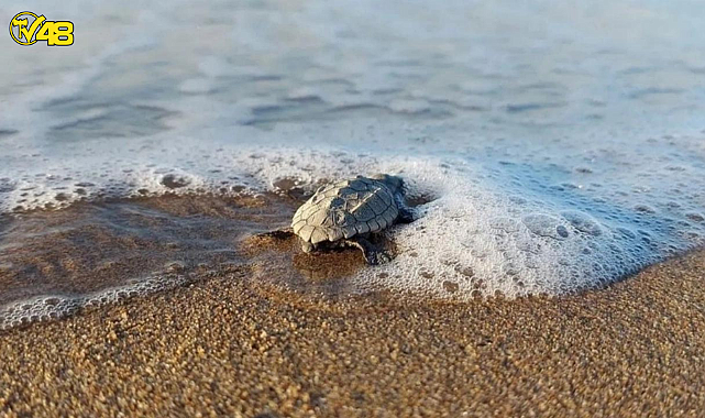 İZTUZU PLAJI 700 CARETTA&#039;YA ULAŞTI!