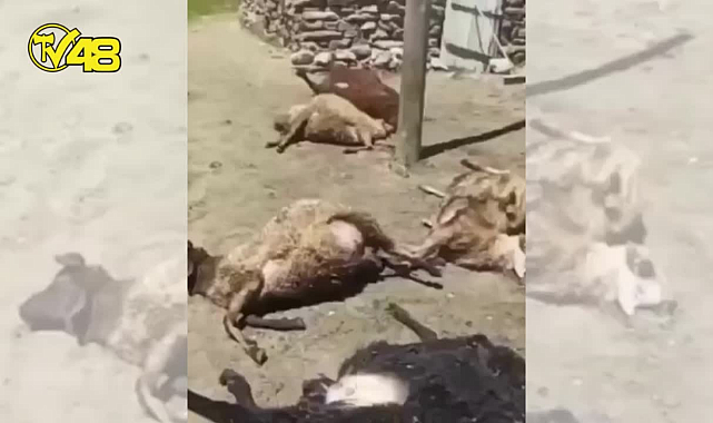 KAĞIZMAN&#039;DA 190 KOYUN TELEF OLDU