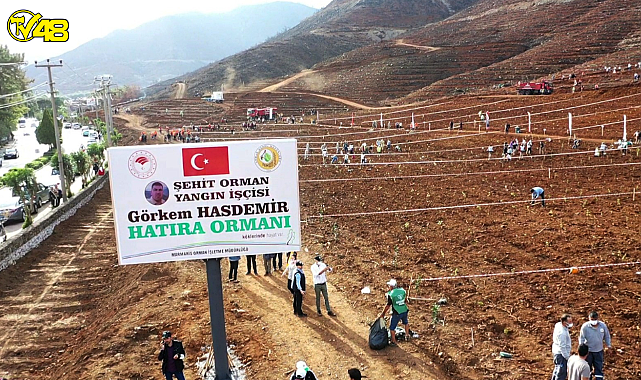 MUĞLA’DA BÜYÜK YANGINLARIN 2. YILINDA YANAN ALANLAR TEKRAR YEŞERİYOR