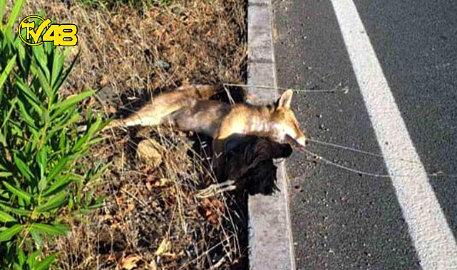 MUĞLA&#039;DA TİLKİ TAVUĞU ÇALIP DAHA YİYEMEDEN HAYATINI KAYBETTİ