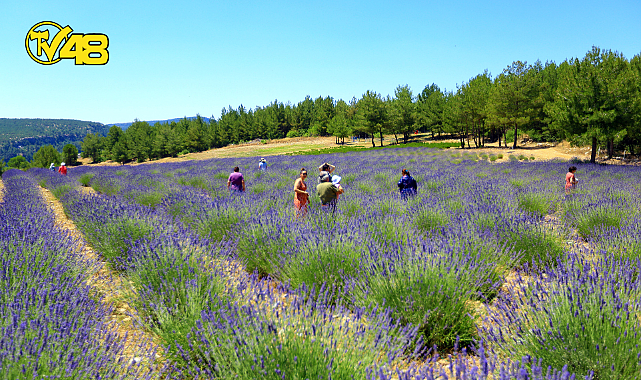 MUĞLA&#039;NIN MORLUKLARI LAVANTA TARLASI MİSAFİRLERİNİ AĞIRLIYOR