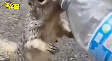 SICAKLARDA CANLI DOSTLARIMIZI UNUTMAYALIM