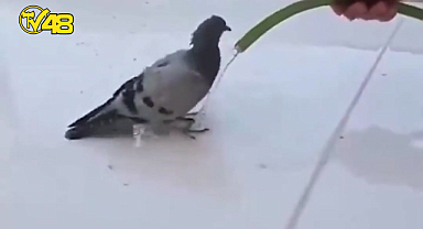 SICAKTAN BUNALAN GÜVERCİNİN YARDIMINA ARABASINI YIKAYAN VATANDAŞ KOŞTU