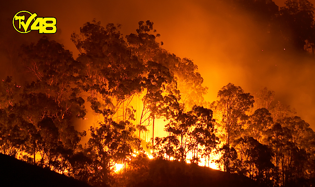 TÜRKİYE&#039;DE GEÇEN YIL 2 BİN 160 ORMAN YANGINI MEYDANA GELDİ! MUĞLA EN ÇOK YANGIN GÖRÜLEN İL OLDU