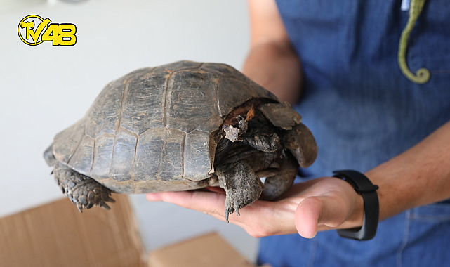 BELEDİYE BAKIMEVİNDE YABANİ HAYVANLARIN TEDAVİSİ