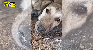 ÇANAKKALE YANGININDA BİR KÖPEK KEDİLERİ ALEVLERDEN KORUMAK İÇİN SİPER OLDU