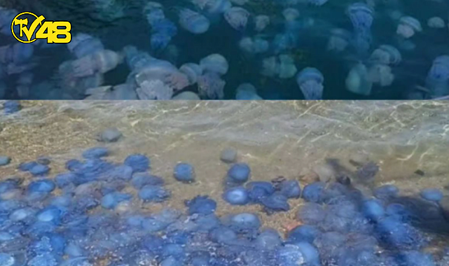 HALK PLAJLARI DENİZANALARI İLE DOLDU