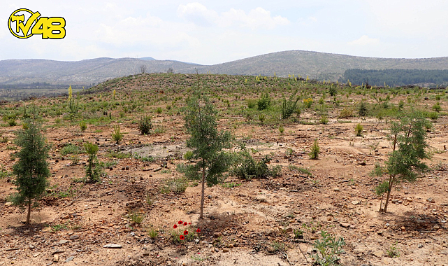 İZİN SAHİBİ AKBELEN&#039;E 130 BİN FİDAN DİKECEK