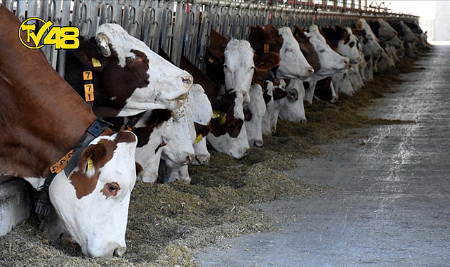 MUĞLA&#039;DA 7 YILDA BÜYÜKBAŞ VE KÜÇÜKBAŞ HAYVAN SAYISI ARTIŞ GÖSTERDİ!