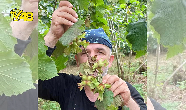 ÜRETİCİLER FINDIK FİYATINI YETERSİZ BULDU: DAHA İYİ BEKLİYODUK