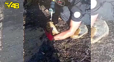 YANGINDA YANMAKTAN, SON ANDA KURTARILAN KAPLUMBAĞANIN ATTIĞI SEVİNÇ ÇIĞLIKLARI...