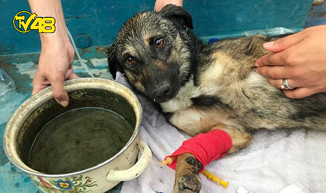 YANGINDAN ETKİLENEN CANLILARA İLK MÜDAHALE NASIL OLMALI?