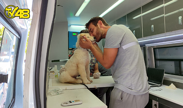 SOKAK HAYVANLARINA YÖNELİK ÇALIŞMALAR SÜRÜYOR