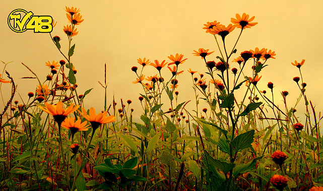 SONBAHARDA AÇAN ÇİÇEKLER