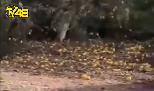 BİR ÇİFTÇİ SATAMADIĞI LİMON AĞAÇLARINI KEPÇE İLE SÖKTÜ