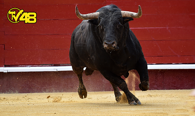 EŞİYLE AYNI KADERİ PAYLAŞTI! YAŞLI ADAM, EŞİ GİBİ BOĞA SALDIRISINDA HAYATINI KAYBETTİ