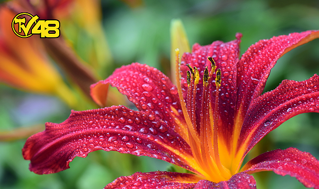 EVİNİZE ŞANS GETİREN ÇİÇEKLER