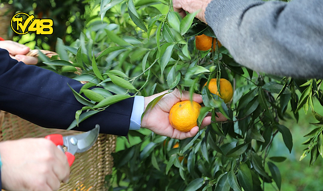 BODRUM MANDALİN FESTİVALİ BURUK GEÇTİ