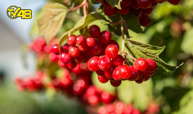 KIZILCIĞIN GÜÇLÜ ETKİSİ: TIP DÜNYASINI HEYECANLANDIRAN HABER! KANSERİ 4 SAATTE YOK ETTİ