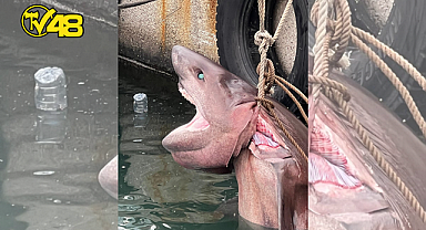 400 KİLOGRAMLIK KÖPEK BALIĞI KIYIYA VURDU