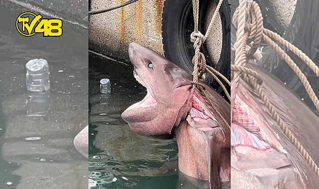 400 KİLOGRAMLIK KÖPEK BALIĞI KIYIYA VURDU