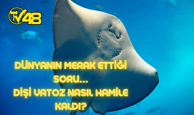 8 YILDIR AKVARYUMDA TEK BAŞINA KALAN VATOZ HAMİLE KALDI