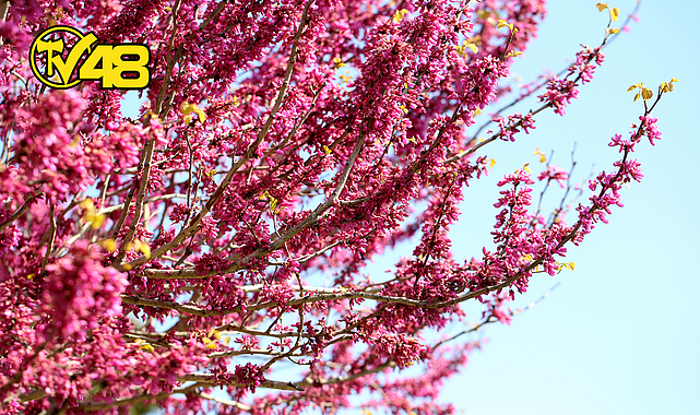 İKİNCİ CEMRE SUYA DÜŞTÜ