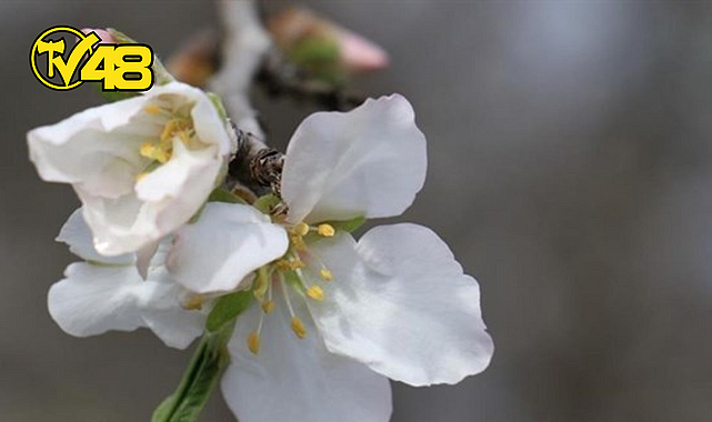 İLK CEMRE HAVAYA DÜŞTÜ