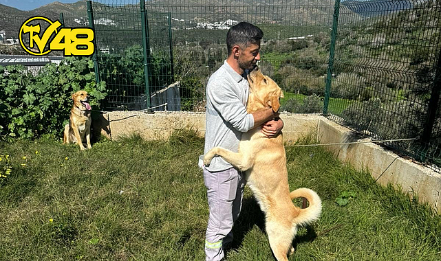 ZEHİRLENEN 5 KÖPEK BELEDİYE EKİPLERİ TARAFINDAN KURTARILDI