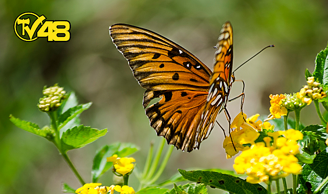 DÜŞÜNCELERİMİZLE MUTLU OLMANIN YOLLARI NELERDİR?