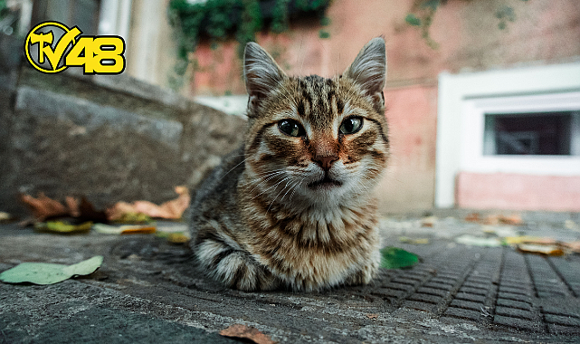 ÜLKELERE GÖRE HAYVANLARA ZARAR VERMENİN CEZALARI