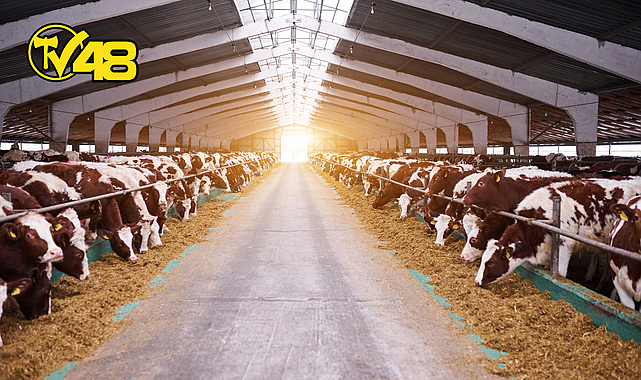 ABD&#039;DE H5N1 KUŞ GRİBİ SALGININDA ENDİŞE ARTIYOR