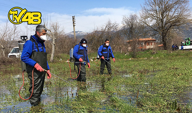 BÜYÜKŞEHİR VEKTÖRLE MÜCADELE ÇALIŞMALARINA DEVAM EDİYOR