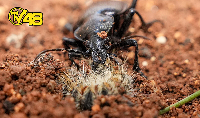 ÇAM KESE BÖCEKLERİNE KARŞI TERMİNATÖRLER İŞ BAŞINDA…