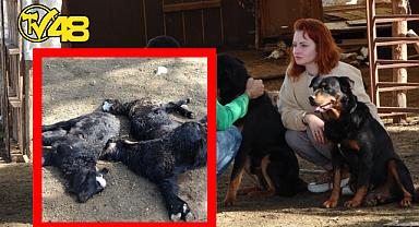 YASAKLI CİNS KÖPEKLER AĞILA DALDI! 57 OĞLAK TELEF OLDU