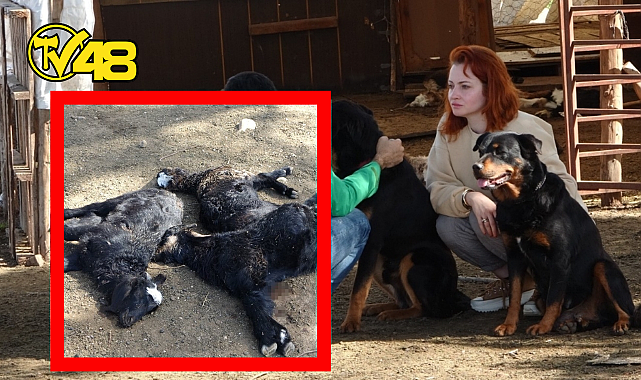 YASAKLI CİNS KÖPEKLER AĞILA DALDI! 57 OĞLAK TELEF OLDU