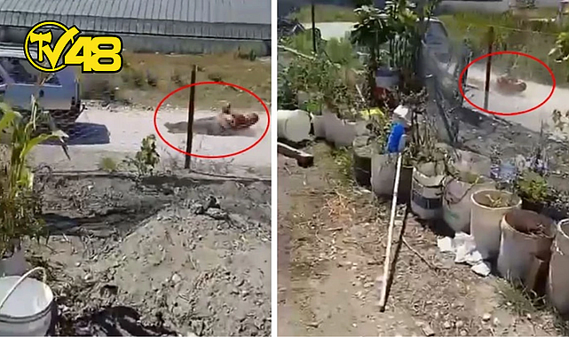 DEHŞETE DÜŞÜREN GÖRÜNTÜ TÜRKİYE&#039;DEN! KOMŞUSUNU ARACININ ARKASINA BAĞLAYIP METRELERCE SÜRÜKLEDİ