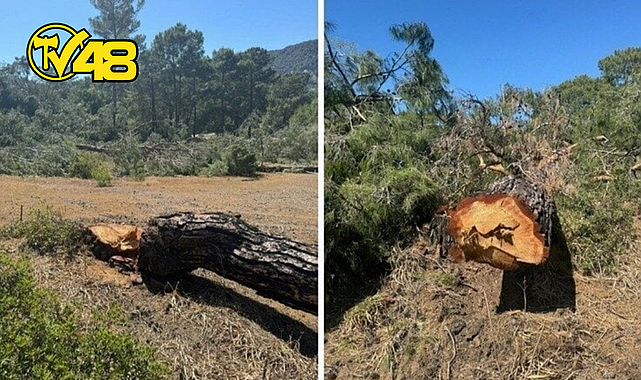 MUĞLA&#039;DA GOLF SAHASI İÇİN 1345 AĞAÇ KESİLMESİN…