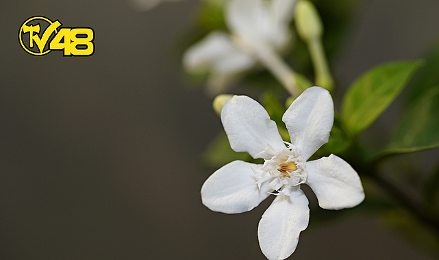 RUH HALİNİZE İYİ GELEBİLECEK 9 KOKU